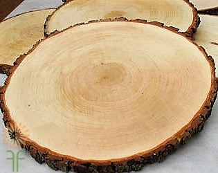 Wood Slices, large